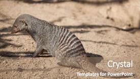  Presentation with animal - Slides consisting of mongose - banded mongoose mungos mungo wild background and a  colored foreground