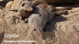  Presentation with underwater wild nature sea life - Beautiful PPT layouts featuring mongose - banded mongoose mungos mungo wild backdrop and a  colored foreground