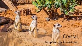  Presentation with live - Slides enhanced with mongose - charming mongoose surikata surikatta live background and a  colored foreground