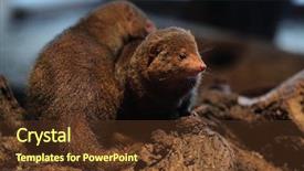  Presentation with animal - Audience pleasing PPT theme consisting of mongose - common dwarf mongoose helogale parvula backdrop and a  colored foreground