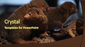  Presentation with wildlife - Colorful presentation design enhanced with mongose - common dwarf mongoose helogale parvula backdrop and a  colored foreground