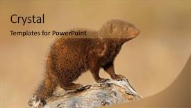  Presentation with kruger - Colorful PPT layouts enhanced with mongose - dwarf mongoose helogale parvula kruger backdrop and a  colored foreground