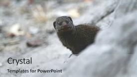  Presentation with immortelle helichrysum arenarium dwarf everlas - Cool new theme with mongose - dwarf mongoose helogale parvula selective backdrop and a  colored foreground