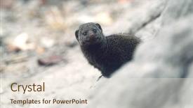  Presentation with immortelle helichrysum arenarium dwarf everlas - Amazing slide set having mongose - dwarf mongoose helogale parvula selective backdrop and a  colored foreground