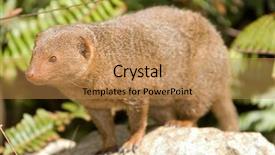  Presentation with rock - PPT theme consisting of mongose - dwarf mongoose on a rock background and a  colored foreground