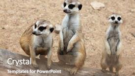  Presentation with wildlife - Colorful presentation design enhanced with mongose - meerkat suricata suricatta also known backdrop and a coral colored foreground