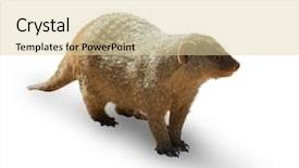  Presentation with vat value added tax isolated - Presentation theme enhanced with mongose - mongoose isolated on white background background and a lemonade colored foreground