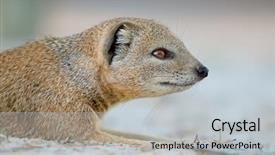  Presentation with kalahari - Presentation theme featuring mongose - portrait of a yellow mongoose background and a  colored foreground