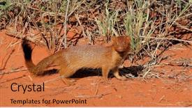  Presentation with south africa - Colorful slide set enhanced with mongose - slender mongoose galerella sanguinea backdrop and a  colored foreground