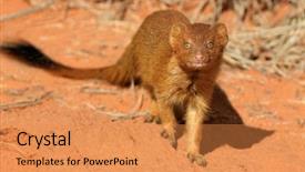  Presentation with renewable energy and natural gas - Colorful theme enhanced with mongose - slender mongoose galerella sanguinea backdrop and a  colored foreground