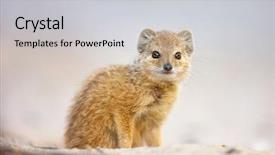  Presentation with yellow - Beautiful slides featuring mongose - very young yellow mongoose cynictis backdrop and a  colored foreground