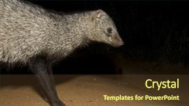  Presentation with long tailed macaque macaca fascicularis - Amazing PPT theme having mongose - white-tailed mongoose backdrop and a  colored foreground