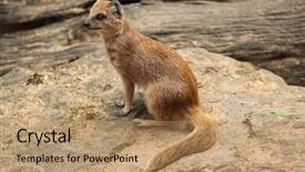  Presentation with red and yellow - Presentation theme consisting of mongose - yellow mongoose cynictis penicillata also background and a  colored foreground