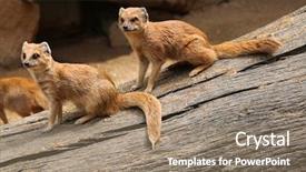  Presentation with red and yellow - PPT theme with mongose - yellow mongoose cynictis penicillata also background and a  colored foreground