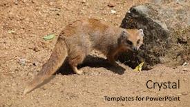  Presentation with red and yellow - Colorful presentation theme enhanced with mongose - yellow mongoose cynictis penicillata also backdrop and a  colored foreground