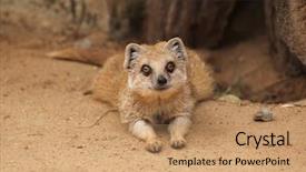  Presentation with red and yellow - Presentation theme having mongose - yellow mongoose cynictis penicillata also background and a  colored foreground