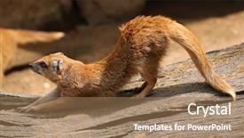  Presentation with blue red and yellow - Audience pleasing slide set consisting of mongose - yellow mongoose cynictis penicillata also backdrop and a  colored foreground