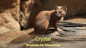  Presentation with yellow - Presentation design having mongose - yellow mongoose cynictis penicillata also background and a  colored foreground