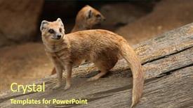  Presentation with blue red and yellow - PPT theme consisting of mongose - yellow mongoose cynictis penicillata also background and a  colored foreground