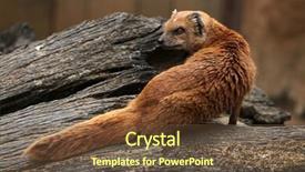  Presentation with yellow - Colorful presentation enhanced with mongose - yellow mongoose cynictis penicillata also backdrop and a  colored foreground