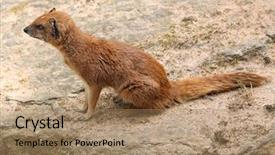  Presentation with yellow - Beautiful theme featuring mongose - yellow mongoose cynictis penicillata also backdrop and a  colored foreground