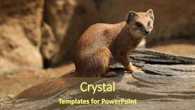  Presentation with blue red and yellow - Slide deck having mongose - yellow mongoose cynictis penicillata also background and a  colored foreground