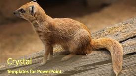  Presentation with yellow - Presentation design featuring mongose - yellow mongoose cynictis penicillata also background and a  colored foreground