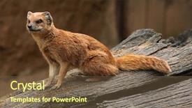  Presentation with yellow - PPT layouts enhanced with mongose - yellow mongoose cynictis penicillata also background and a  colored foreground