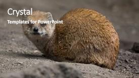  Presentation with climate vegetation and wildlife - Amazing presentation theme having mongose - yellow mongoose cynictis penicillata wildlife backdrop and a  colored foreground
