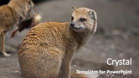  Presentation with wildlife - Slide set having mongose - yellow mongoose cynictis penicillata wildlife background and a  colored foreground