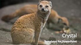  Presentation with do not disturb wildlife - Amazing PPT layouts having mongose - yellow mongoose cynictis penicillata wildlife backdrop and a  colored foreground