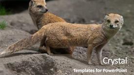  Presentation with wildlife - Theme featuring mongose - yellow mongoose cynictis penicillata wildlife background and a  colored foreground