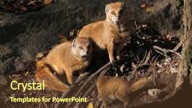  Presentation with baby animal carnival - Beautiful PPT theme featuring mongose - yellow mongoose cynictis penicillata backdrop and a  colored foreground