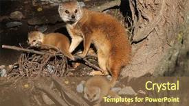  Presentation with babies - PPT layouts consisting of mongose - yellow mongoose cynictis penicillata background and a  colored foreground