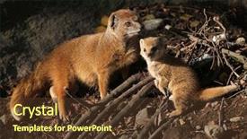  Presentation with baby animal carnival - PPT layouts enhanced with mongose - yellow mongoose cynictis penicillata background and a  colored foreground