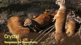  Presentation with baby animal carnival - Slides with mongose - yellow mongoose cynictis penicillata background and a  colored foreground