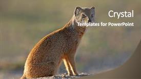  Presentation with south africa - Presentation theme enhanced with mongose - yellow mongoose cynictus penicillata kalahari background and a  colored foreground