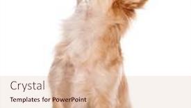  Presentation with cross - PPT theme enhanced with mongrel-bastard-dog-cross-looking background and a lemonade colored foreground