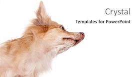  Presentation with head - Presentation design with mongrel-crossbreed-dog-head-shot background and a white colored foreground