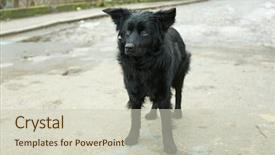  Presentation with save - Cool new theme with mongrel dog outdoors backdrop and a soft green colored foreground