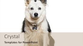  Presentation with dog - Slides featuring mongrel-dog-wearing-a-dog and a coral colored foreground