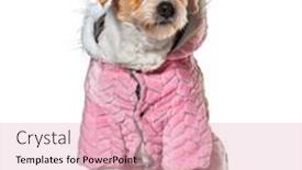  Presentation with pink white - Slide set having mongrel-dog-wearing-a-pink background and a  colored foreground