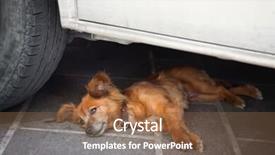  Presentation with dog - Slide deck enhanced with mongrel dog with cools down in the shade of a car on a hot day background and a tawny brown colored foreground