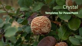  Presentation with fruit tree - Presentation design enhanced with monilia-laxa-monilinia-laxa-infestation background and a tawny brown colored foreground