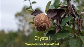  Presentation with plant disease - Presentation consisting of monilia-laxa-monilinia-laxa-infestation background and a tawny brown colored foreground