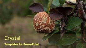  Presentation with fruit tree - Beautiful presentation design featuring monilia-laxa-monilinia-laxa-infestation backdrop and a tawny brown colored foreground