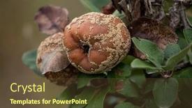  Presentation with fruit tree - Presentation theme with monilia-laxa-monilinia-laxa-infestation background and a tawny brown colored foreground