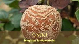  Presentation with plant disease - Presentation design having monilia-laxa-monilinia-laxa-infestation background and a tawny brown colored foreground