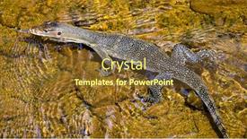 Presentation with malaysia - PPT layouts enhanced with monitor lizard on tioman island malaysia background and a tawny brown colored foreground