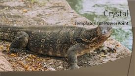  Presentation with varanus - Colorful slide deck enhanced with salvation - monitor lizard or varanus salvator backdrop and a mint green colored foreground